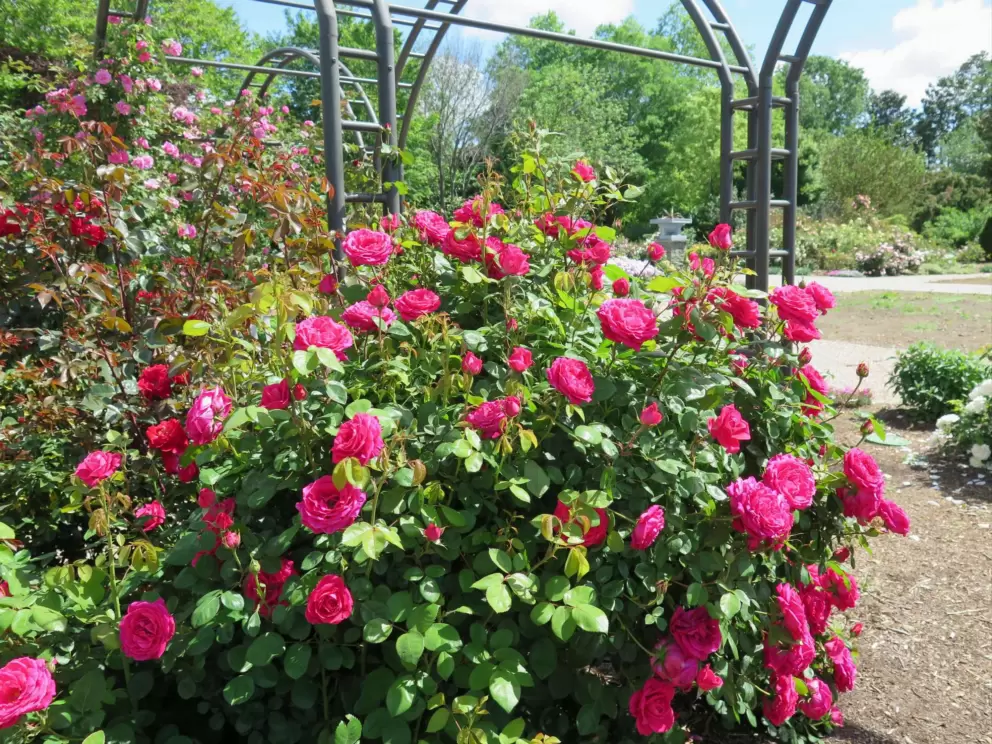 Rose garden!