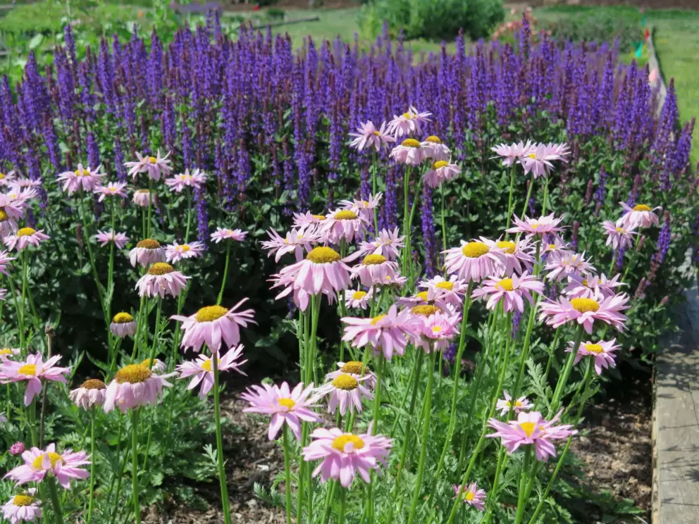 Tansy and salvia.