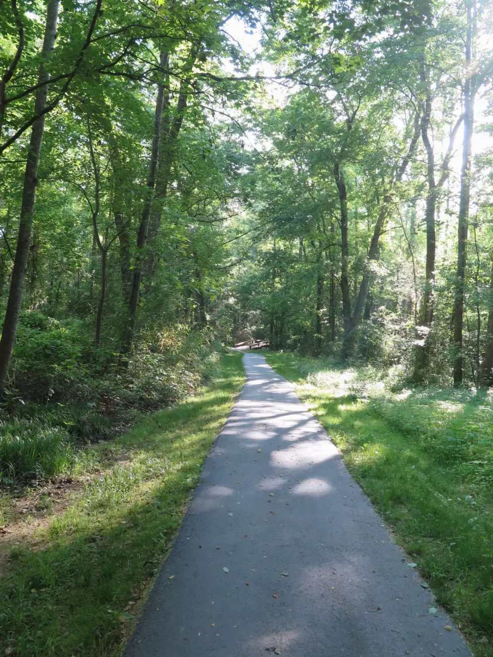 Light shining through the forest onto the greenway.