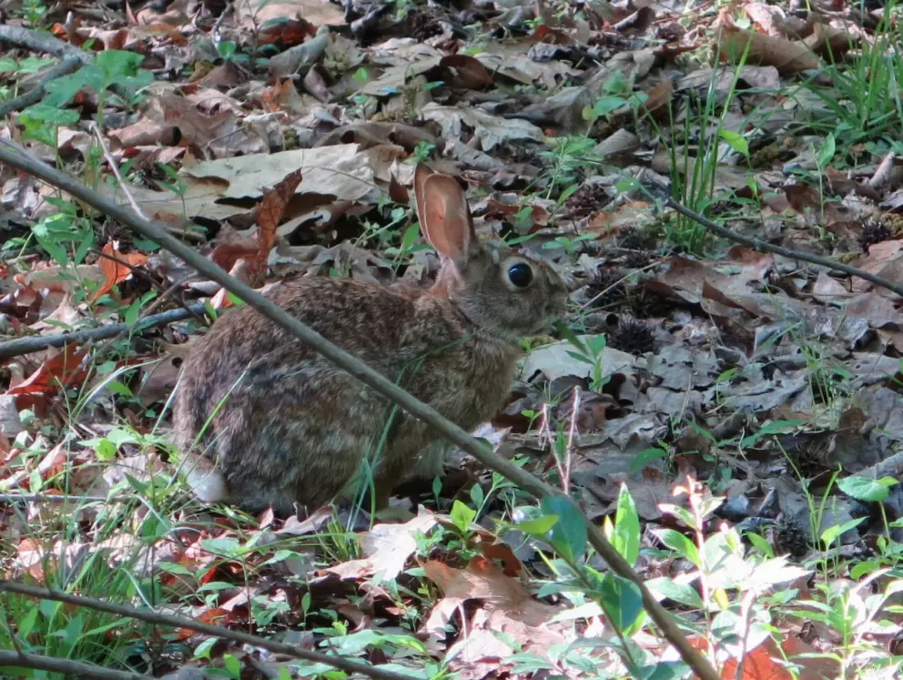 Bunny wabbit.