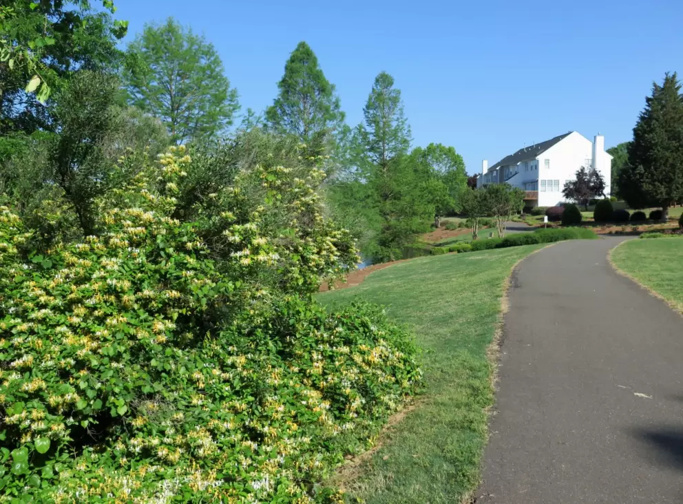 The path and grassy areas.