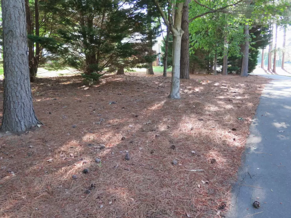 Pine trees and shade.