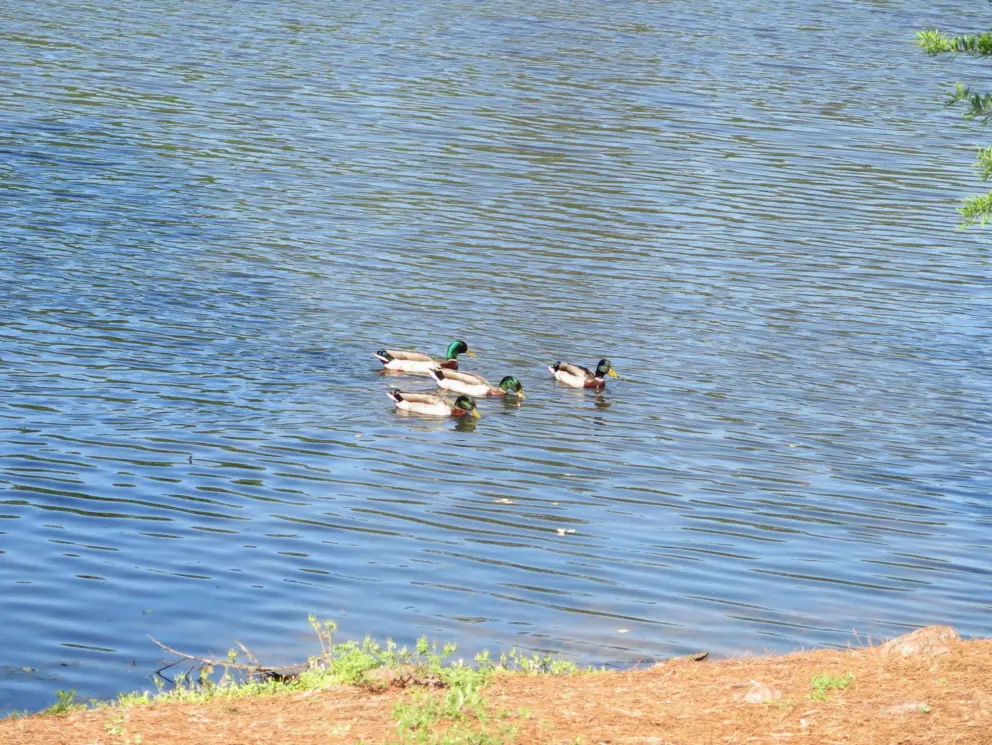 Ducks!