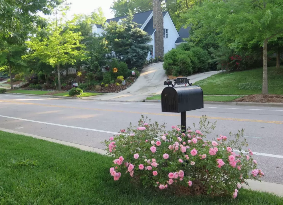 Mailbox with pink roses around it, on Meadowmont Lane.
