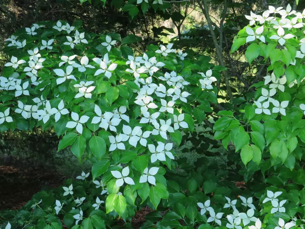 Dogwood flowers.