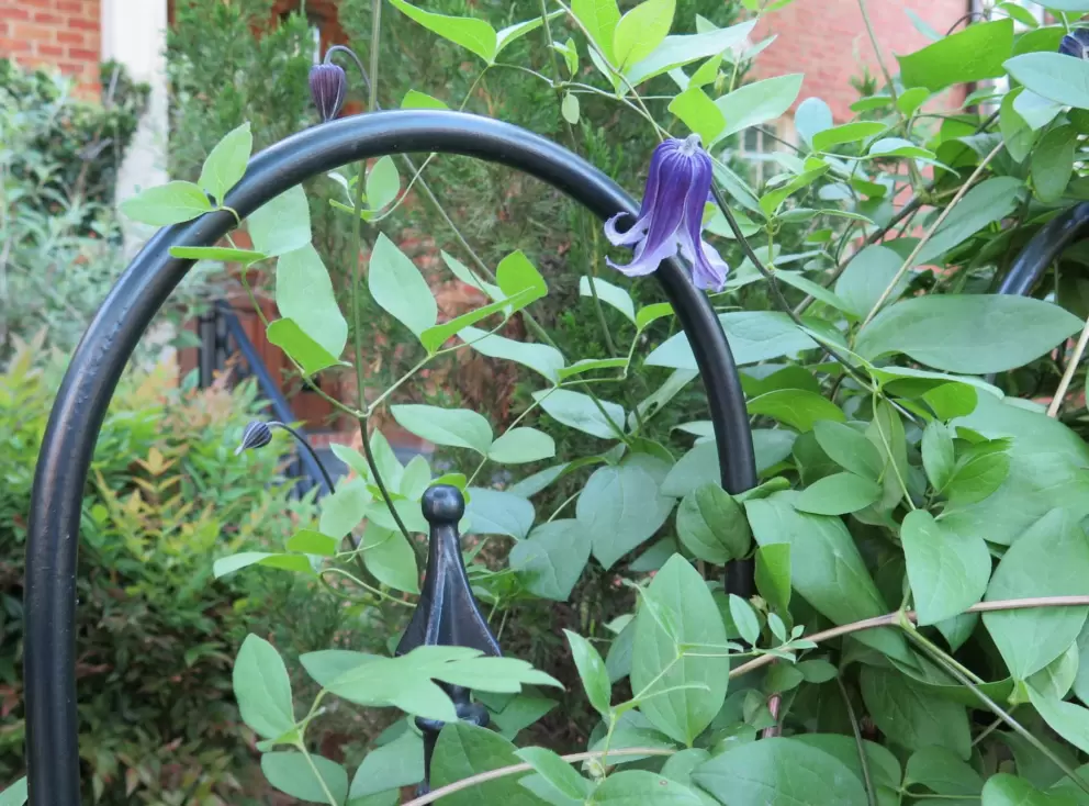 Sweet little bell flowers, on Barbee Chapel Road.