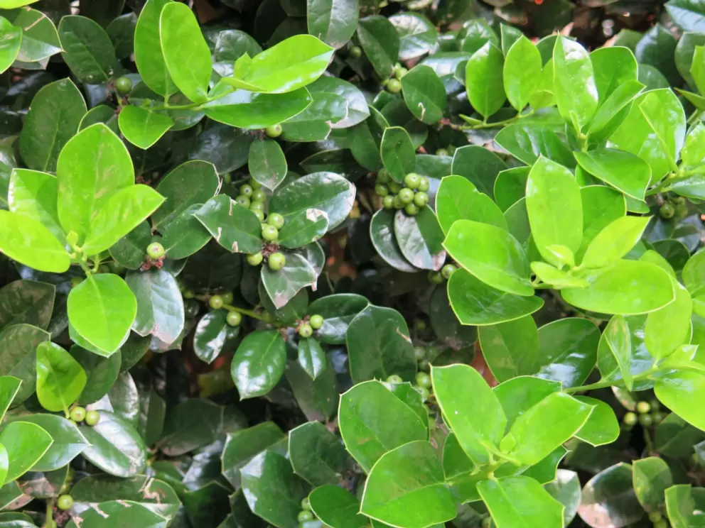 Glossy plant with non-edible berries.