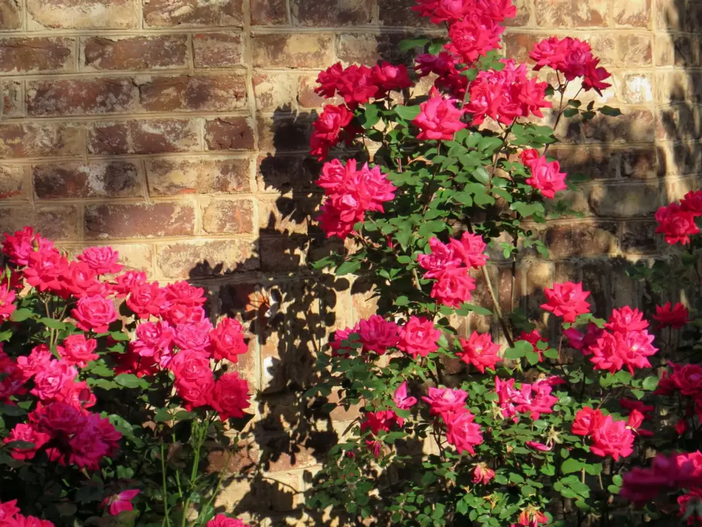 Dark pink roses and brick wall.