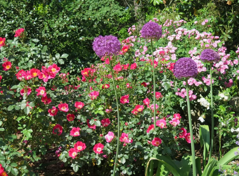 I love these purple spherical flowers!