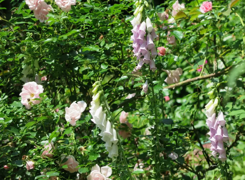 Bell flowers.