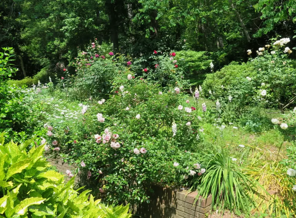 The garden.