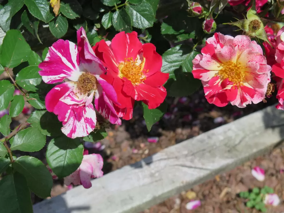 Adorable white and red roses, in mid-May.