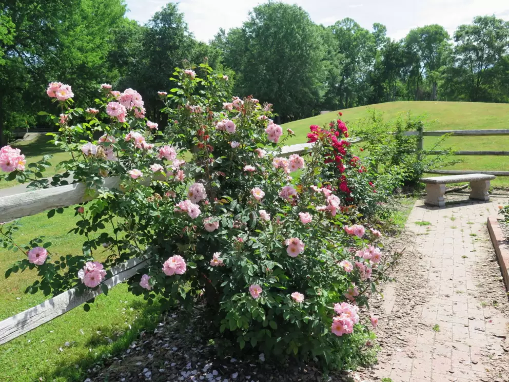 Rose bush hanging over a fence, with hill in background.