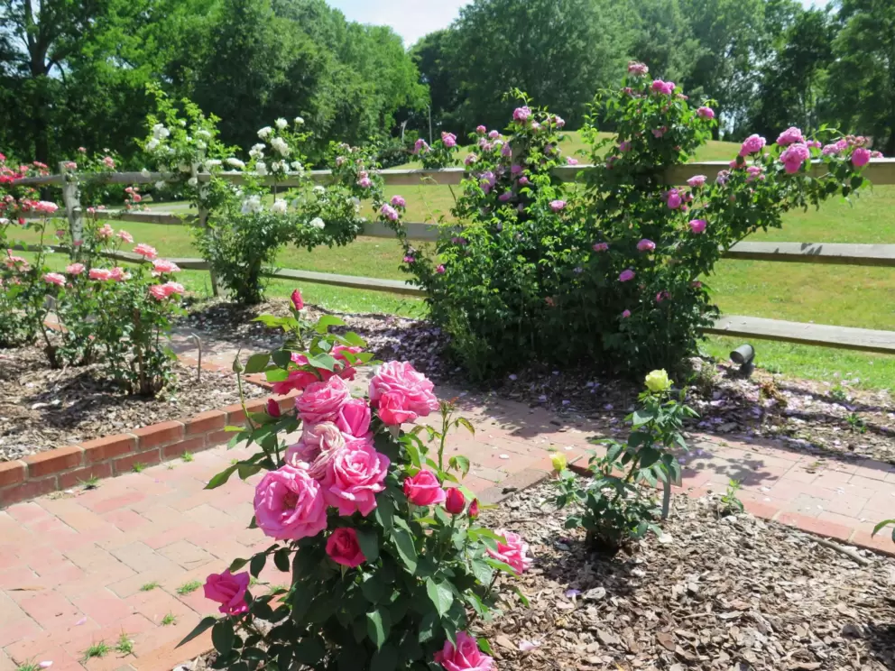 Roses on the fence.