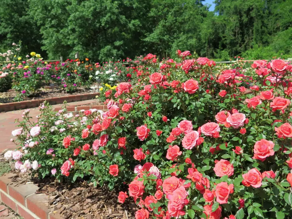 Abundance of roses.