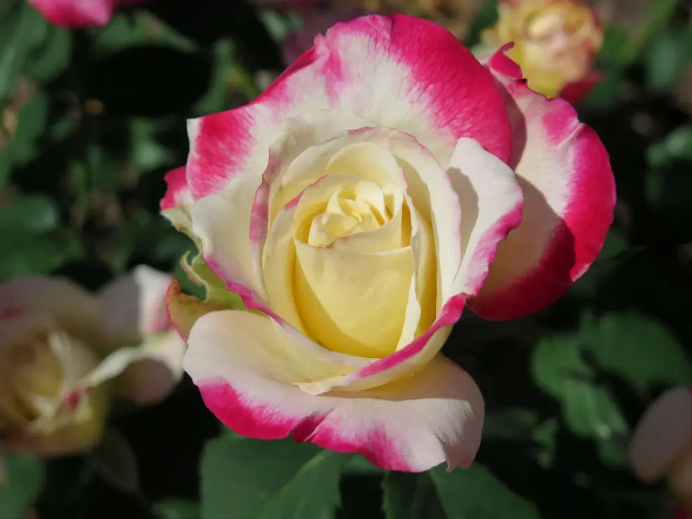 Rose with lychee frangrance.