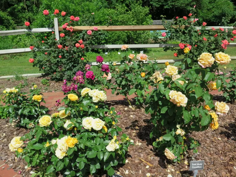 Yellow roses in mid-May.