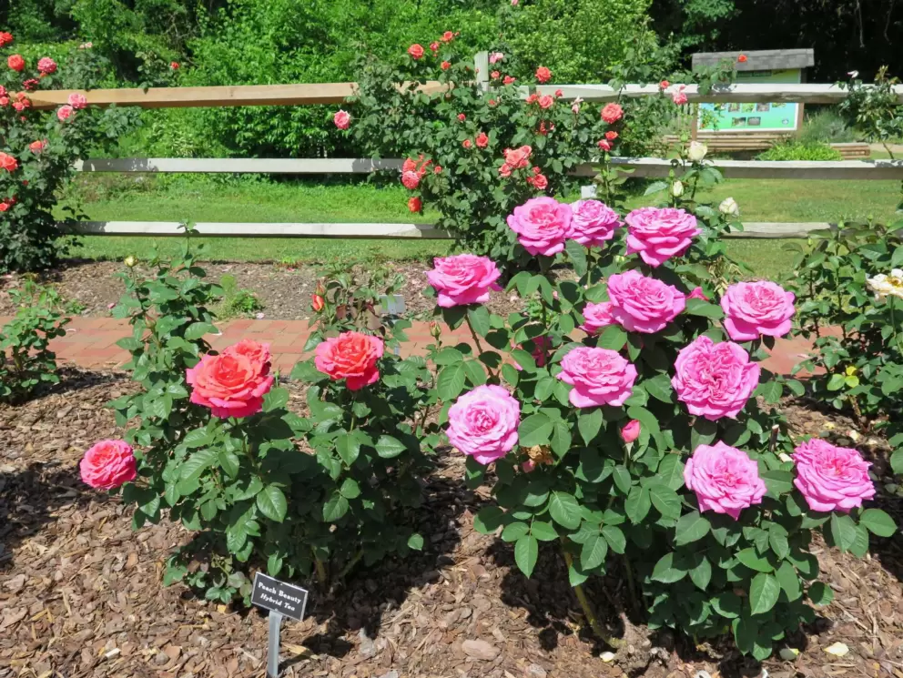 Perfect roses.