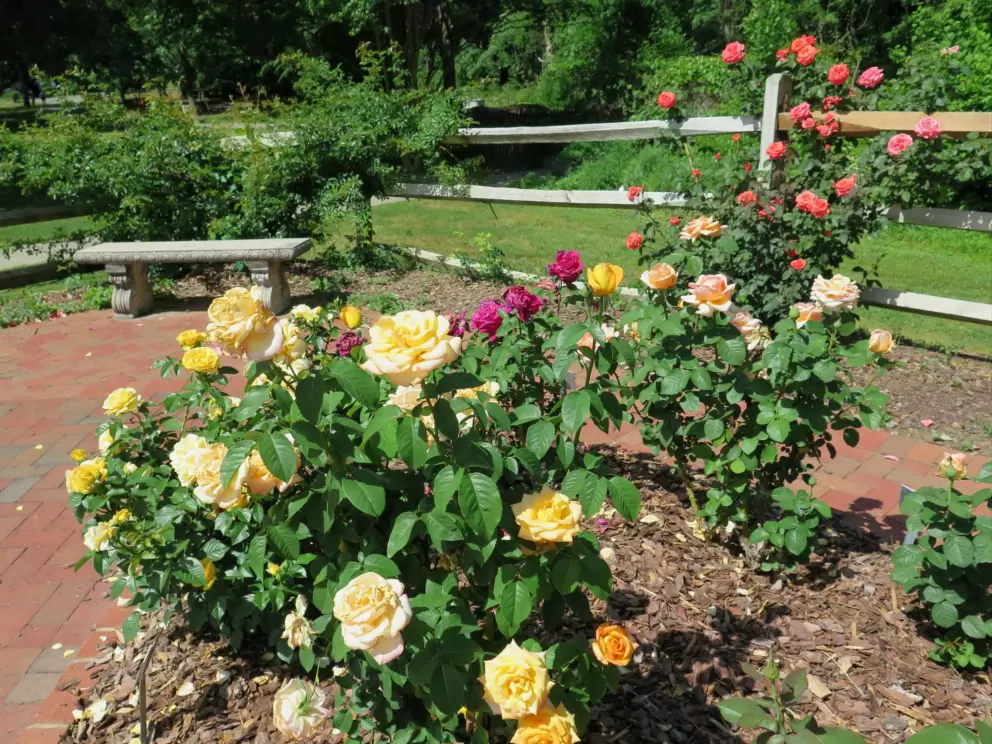 Yellow roses and bench in the background.