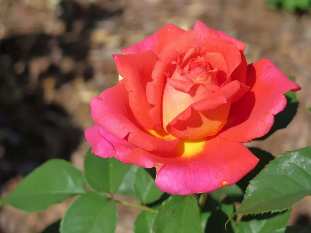 Orange rose with yellow flecks.