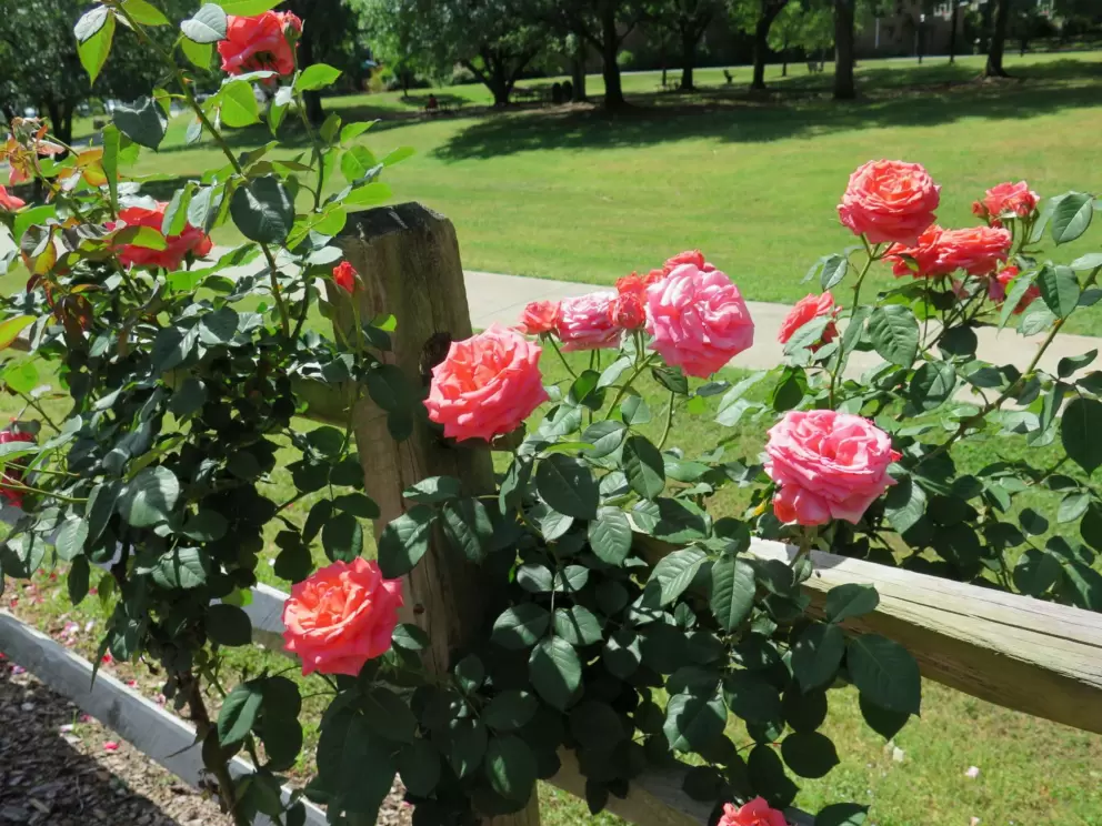 Roses are so sweet on a fence!