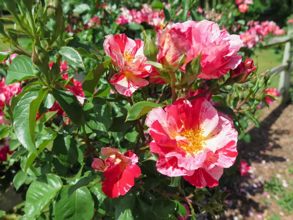 White and orange-pink.