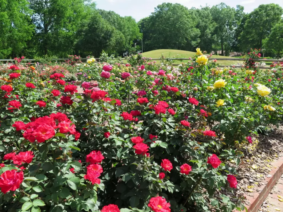 Red roses, and hill behind.