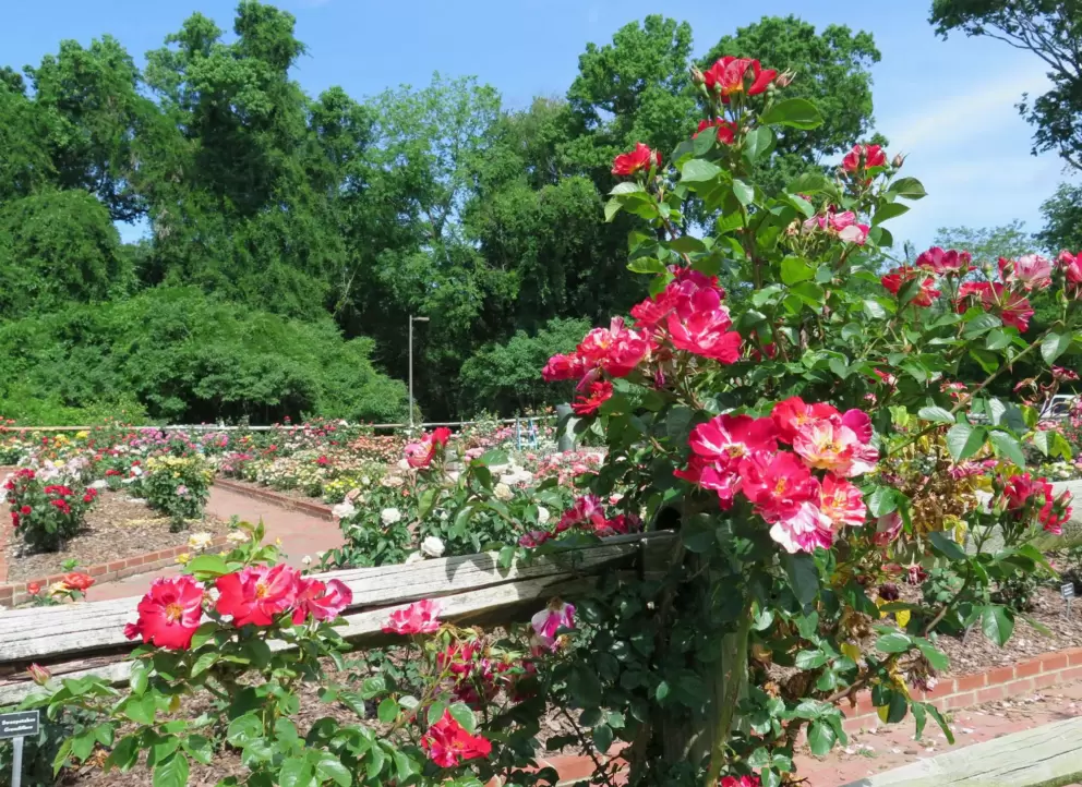 The rose garden, from outside the fence.