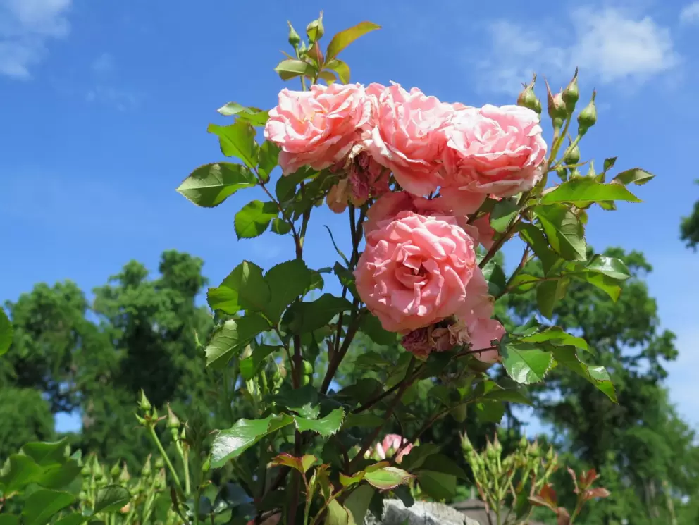 Blue sky and pink roses.