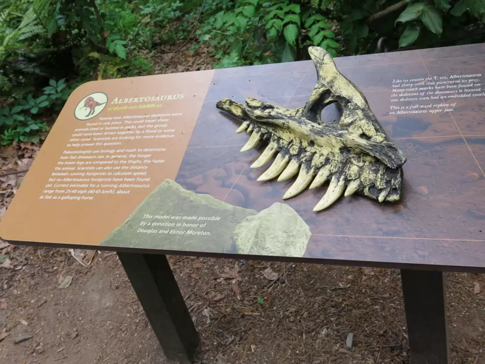 Albertosaurus upper jaw.