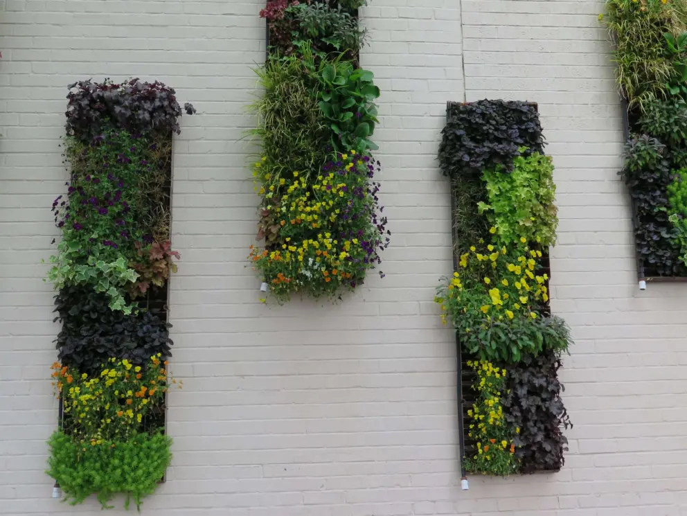 Garden on the wall!