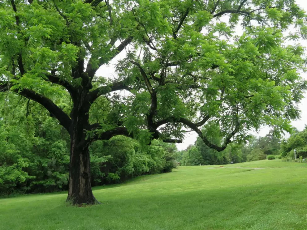 Large oak tree and lush field.