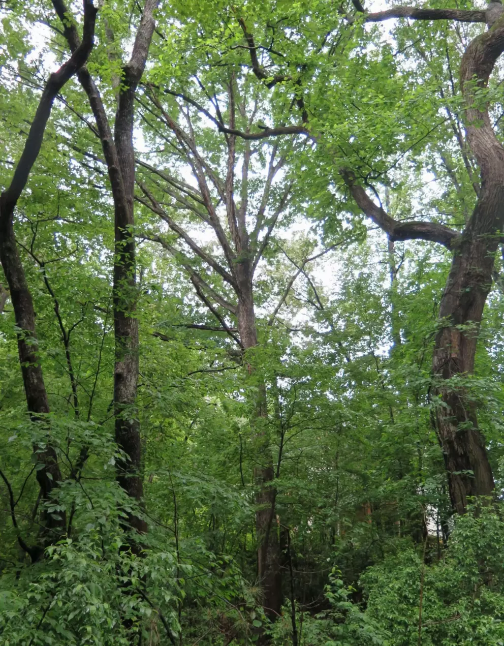 Lush vegetation.