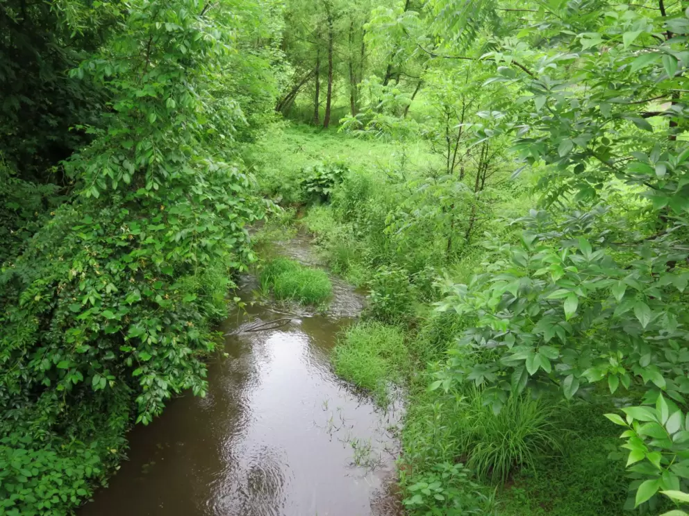 The creek.
