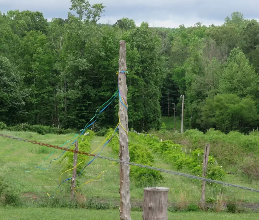 Maypole ribbons blowing in the wind.