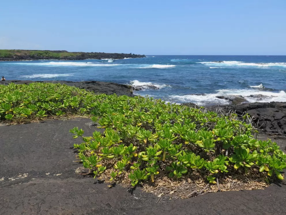Plants near the shore.