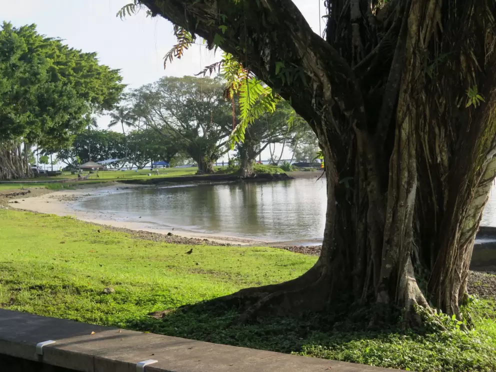 Calm water and green grass.