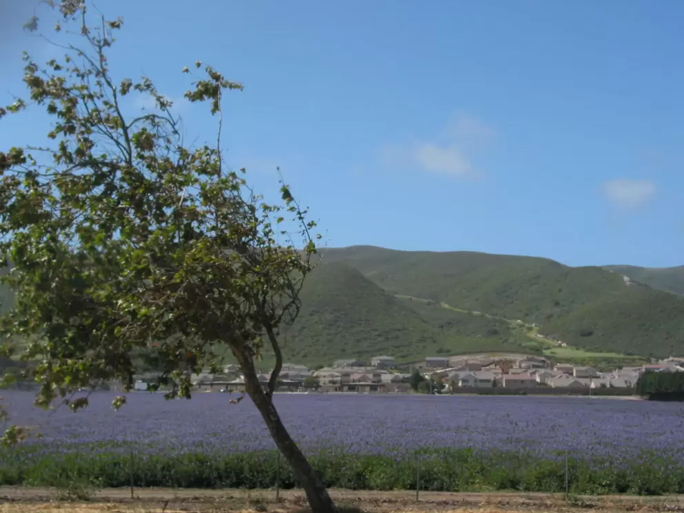 A field of purple lupine, and a tree that's dealt with a lot of wind coming off the coast!