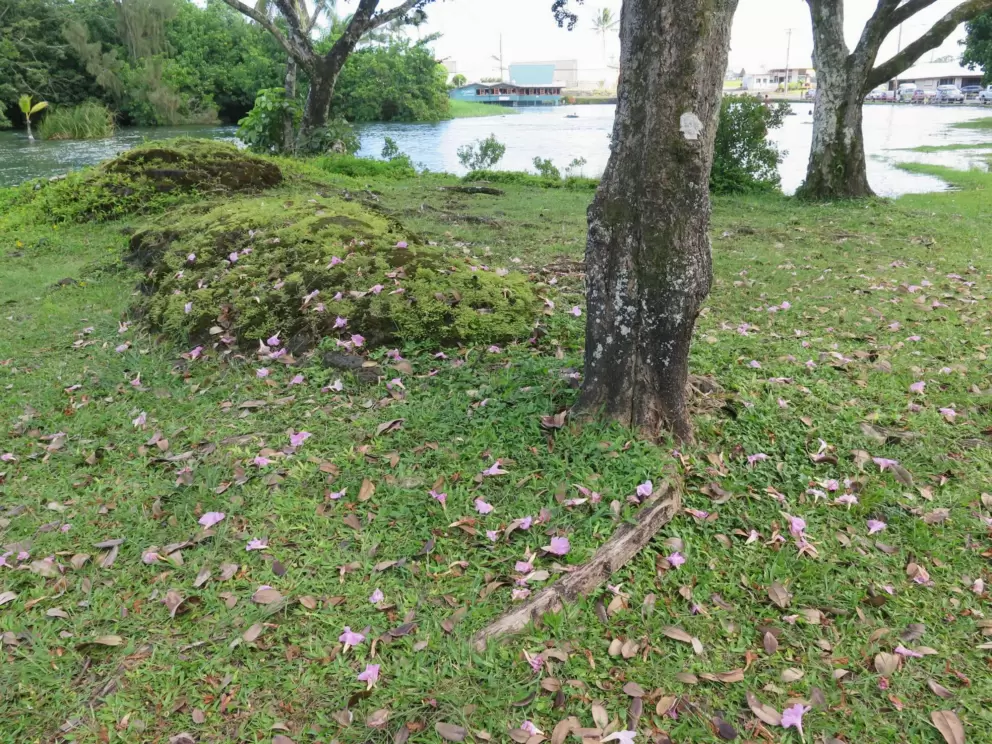 Flower petals on the grass.
