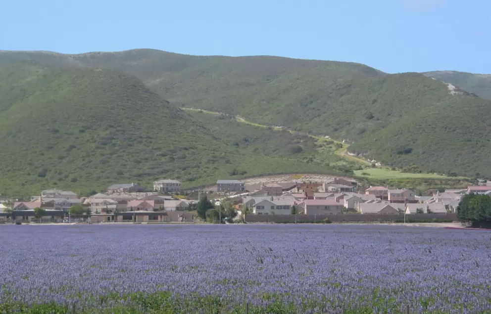 Purple lupine, and houses that are a little too close to the pesticides.