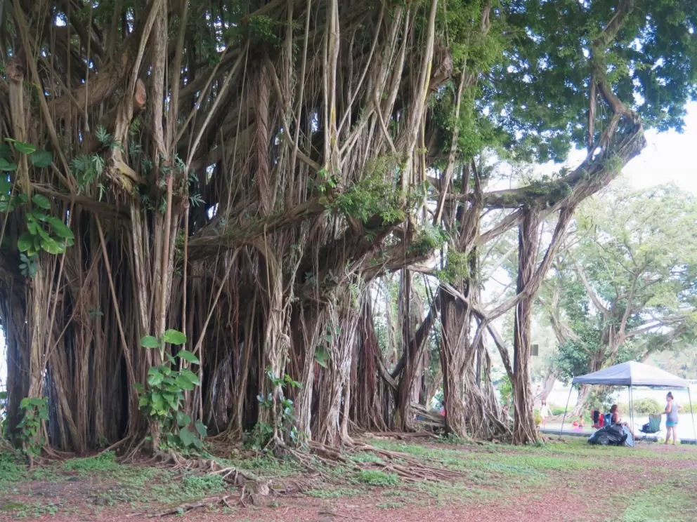 Shade tent by a banyan tree.
