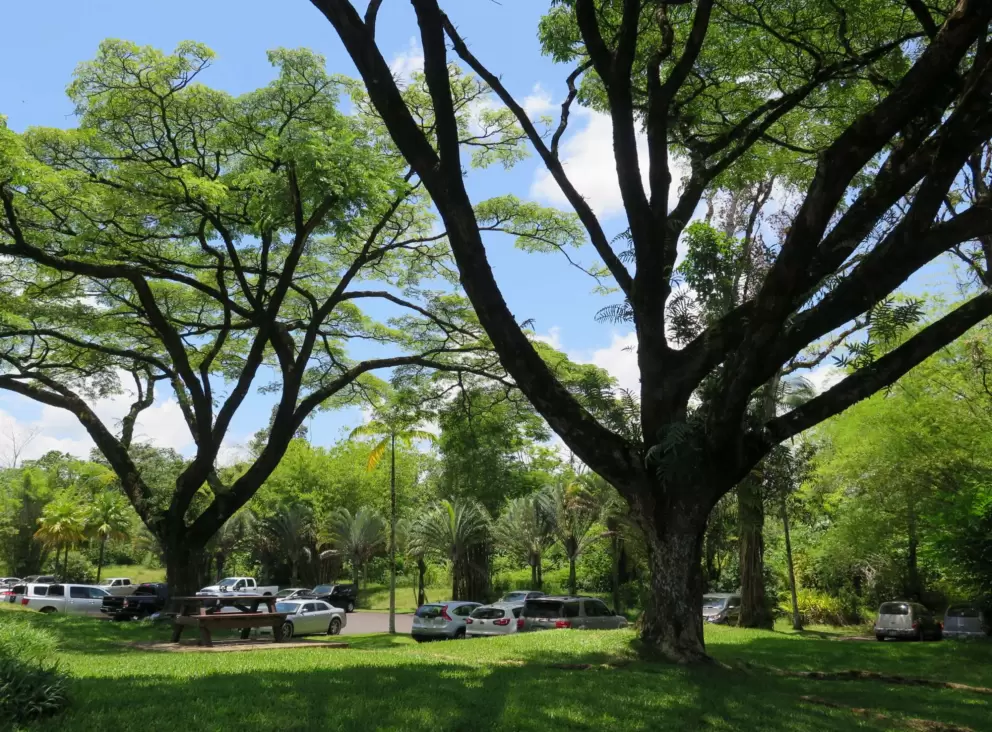 Amazing monkeypod trees!
