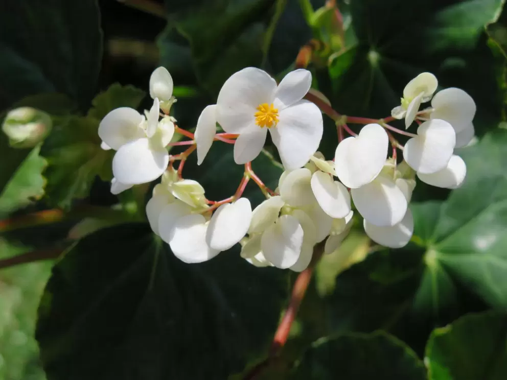 White flowers.