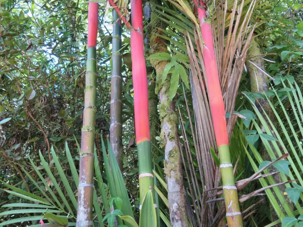 Red palm trunks! I've never seen this before!