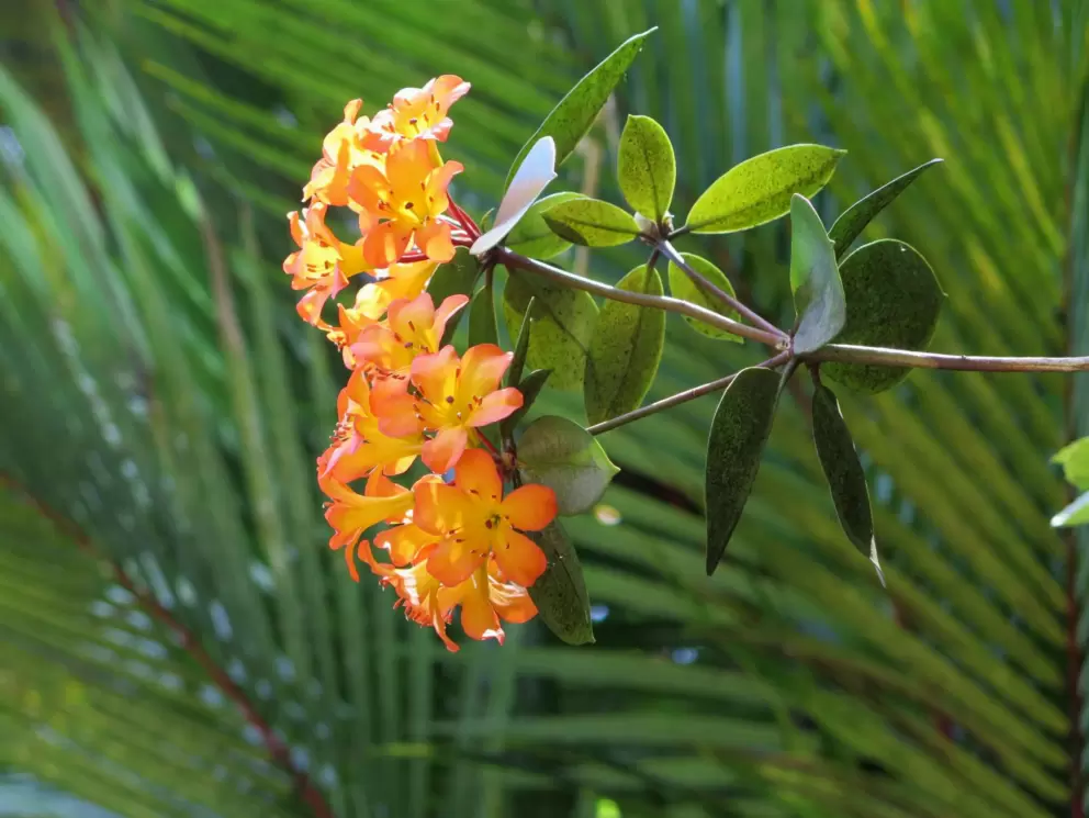 Orange flowers.