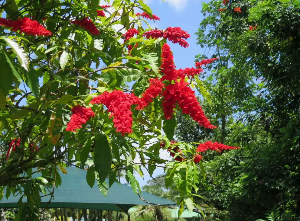Brightest red flowers.