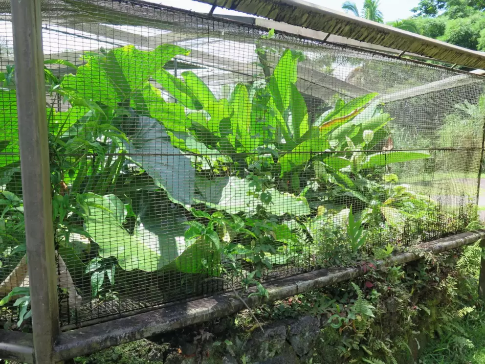 Banana grove inside an animal cage.