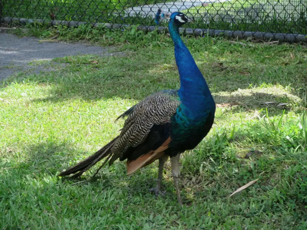 Peacock strutting her stuff.