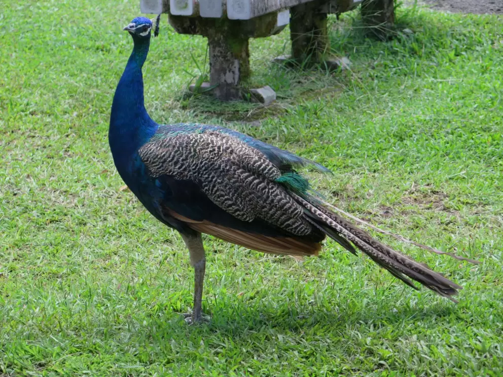 Peacock.