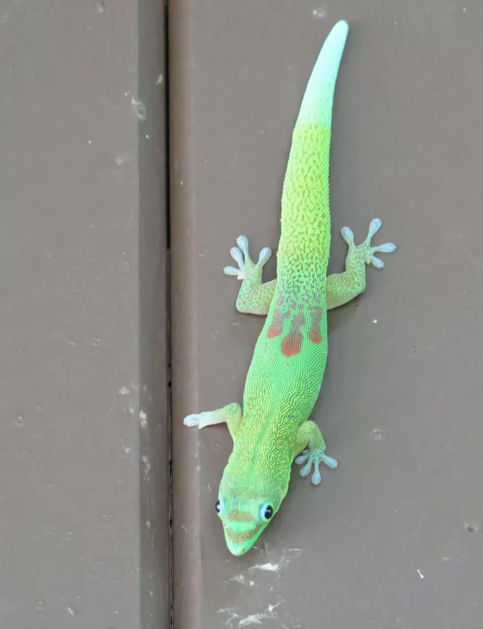 Gecko- what a cutie.